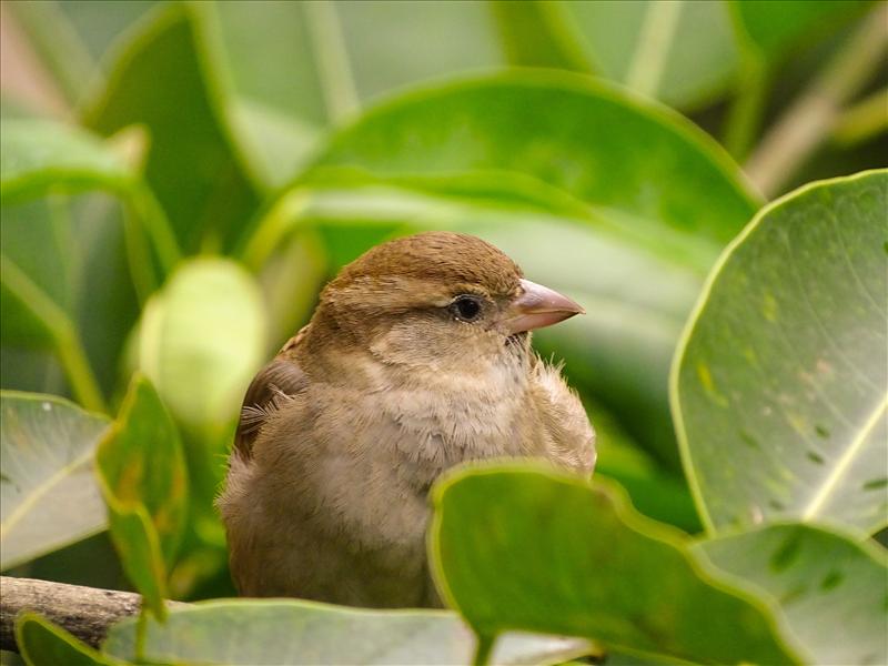 Fluffy Sparrow